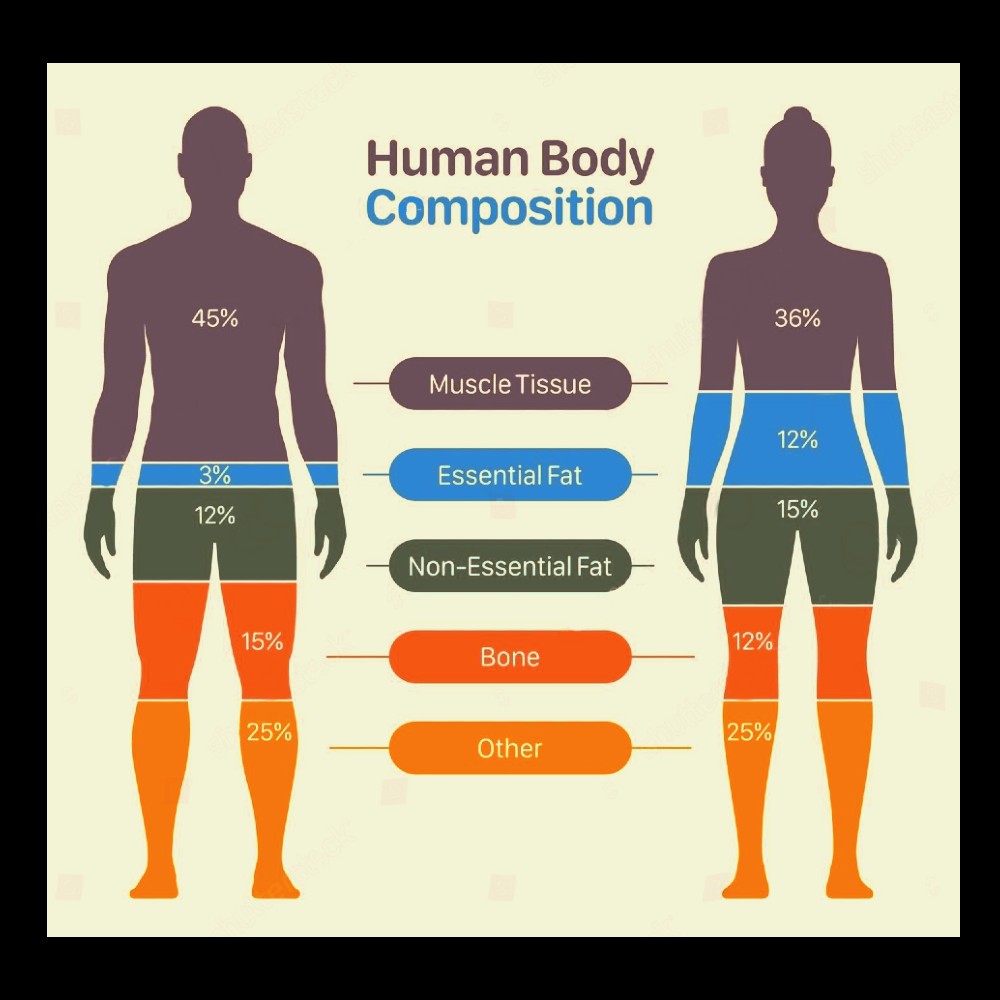 a diagram of the human body composition showing differences between a male and female