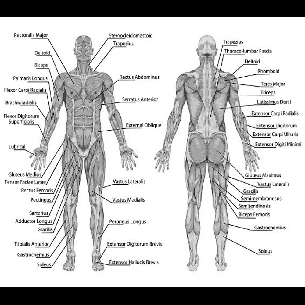 an educational diagram showing the human muscular system